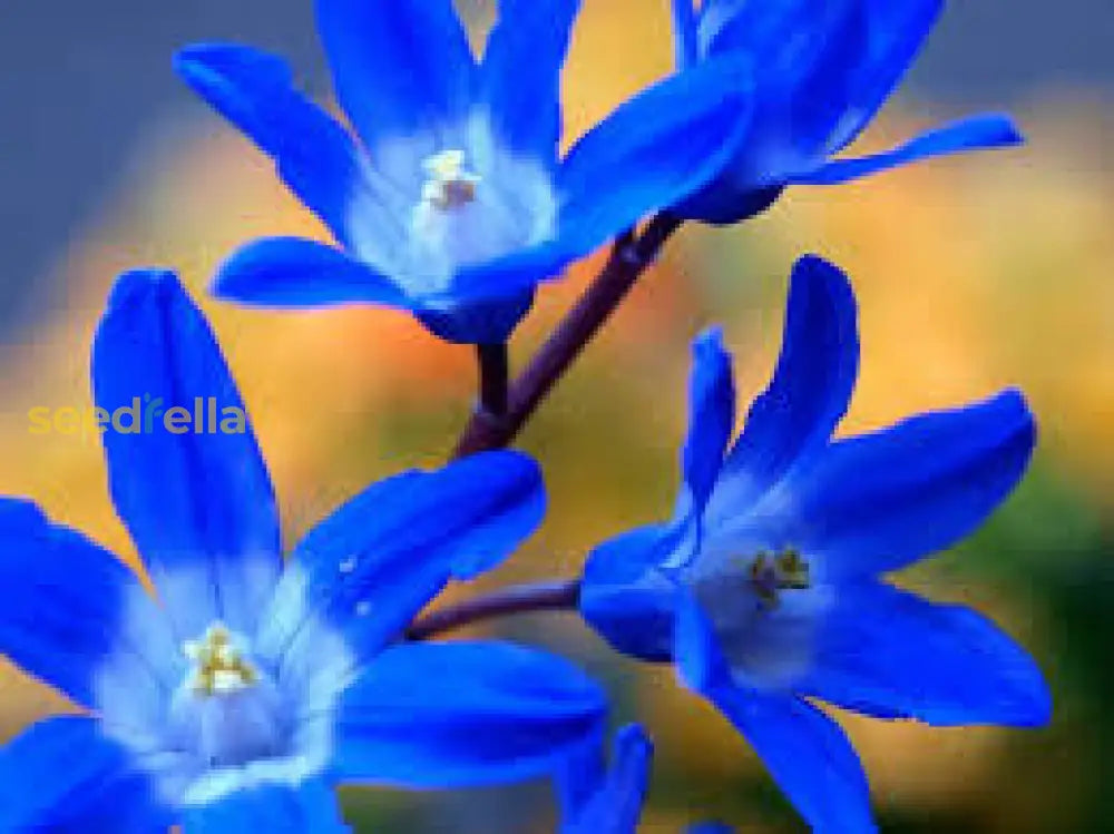 Mixed flowering Zygocactus seeds for gardens