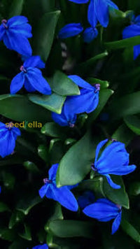 Non GMO Zygocactus Truncatus seeds