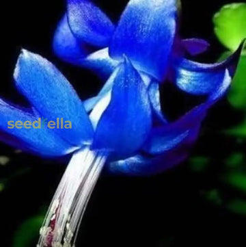 Mixed color Zygocactus Truncatus seeds for planting