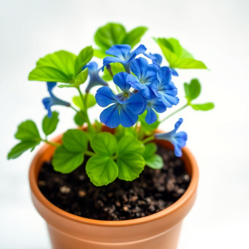 Blue Geranium Seeds for Planting - Beautiful Perennial Blooms