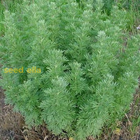 Absinthe Wormwood Seeds For Planting - Premium Quality Flower