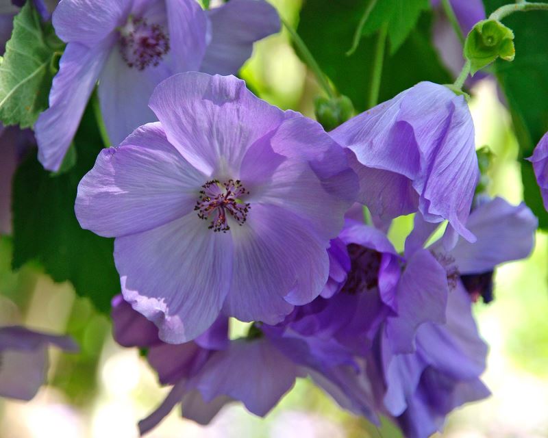 Easy to grow Abutilon Striatum Purple seeds