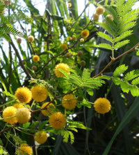 Acacia yellow perennial seeds for planting