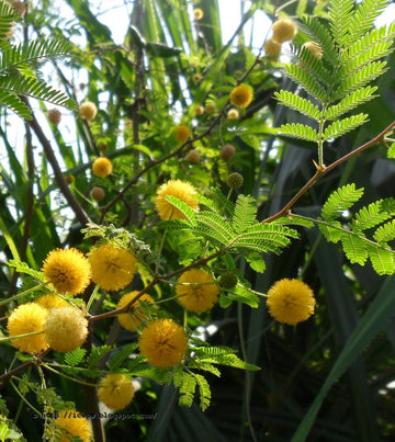 Acacia yellow perennial seeds for planting
