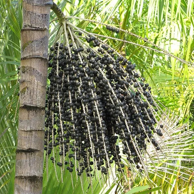 Acai Fruit Seeds Collection for Easy Planting
