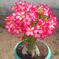 Adenium Arabicum seeds for vibrant desert rose blooms