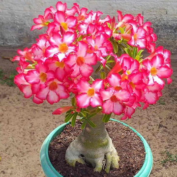 Adenium Arabicum seeds for vibrant desert rose blooms