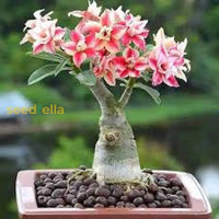 Adenium Seeds For Planting  Grow Stunning Desert Rose Flowers At Home Flower