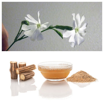 Packet of African Campion plant seeds for planting