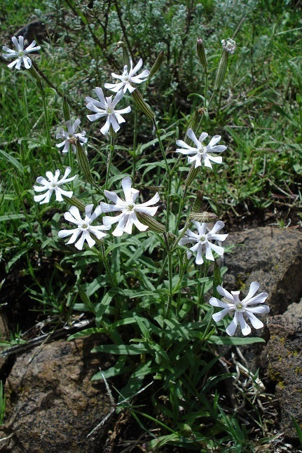 Blooming African Campion plant with white, fringed flowers