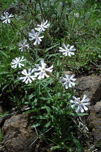 Blooming African Campion plant with white, fringed flowers
