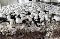 Agaricus bisporus mushrooms thriving in an edible bed