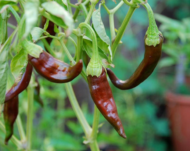 Aji Panca Chocolate Seeds for Planting - Vegetable Garden Seeds