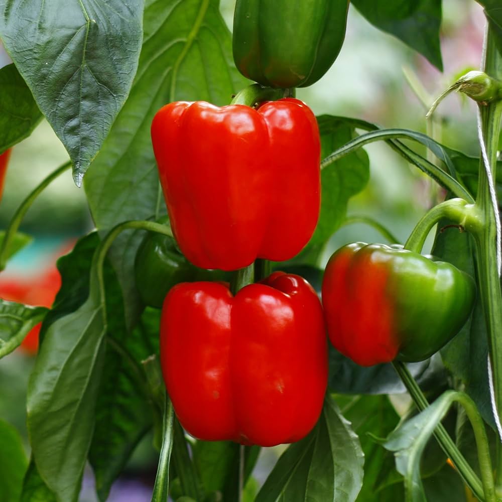 Ajito Pepper seedlings sprouting from Non GMO Capsicum spp seeds