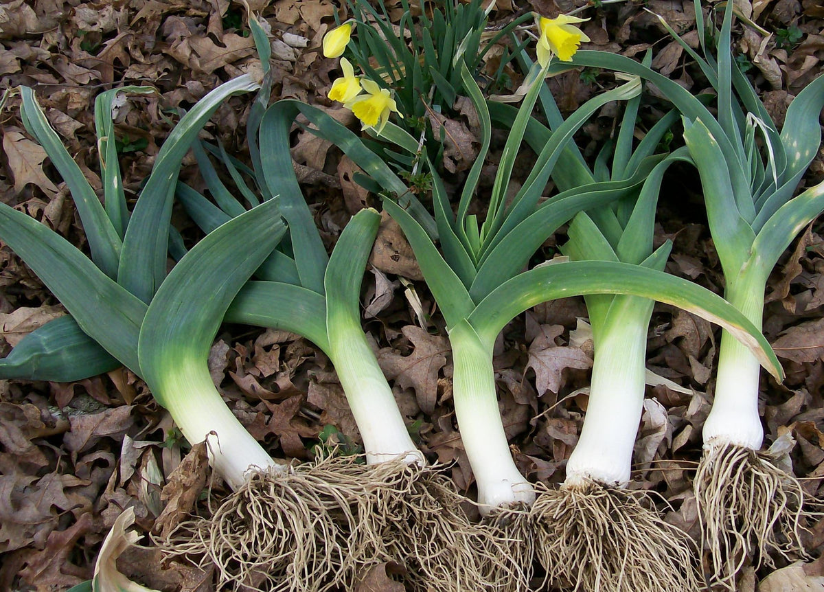Allium porrum heirloom seeds for planting