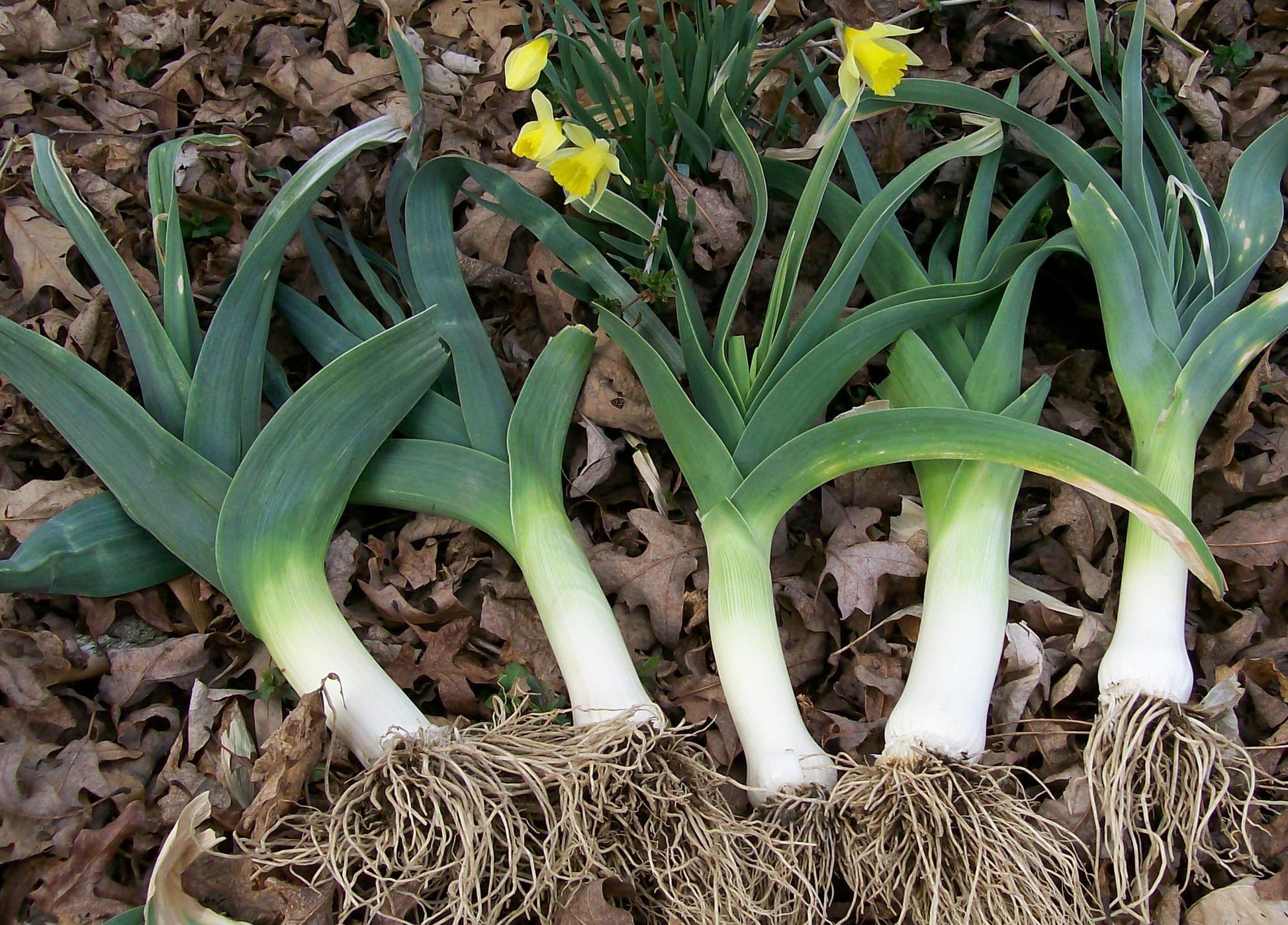 Allium porrum heirloom seeds for planting