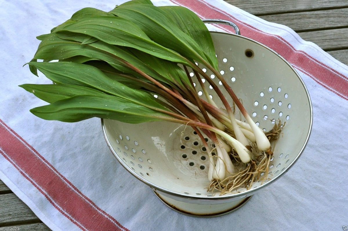 Wild Leek seedlings sprouting from Non GMO Allium tricoccum seeds