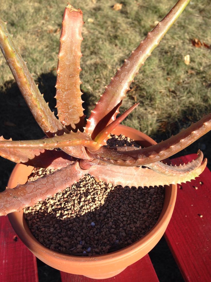 Aloe Cameron Violet Seeds Germinating in Potting Soil