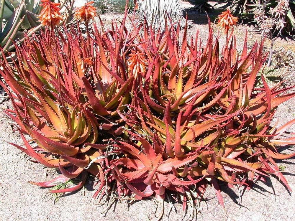 Aloe Cameron Violet Seeds for Indoor and Outdoor Planting