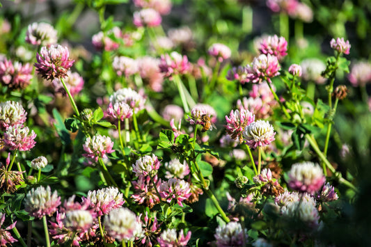 Packet of Alsike Clover pink and white flower legume seeds