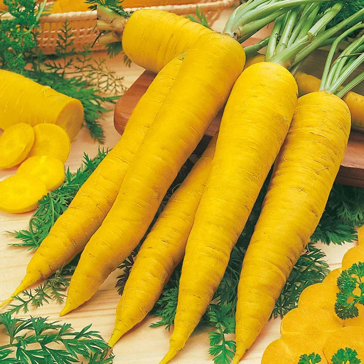 Amarillo Vegetable Seeds for Easy Planting and Gardening