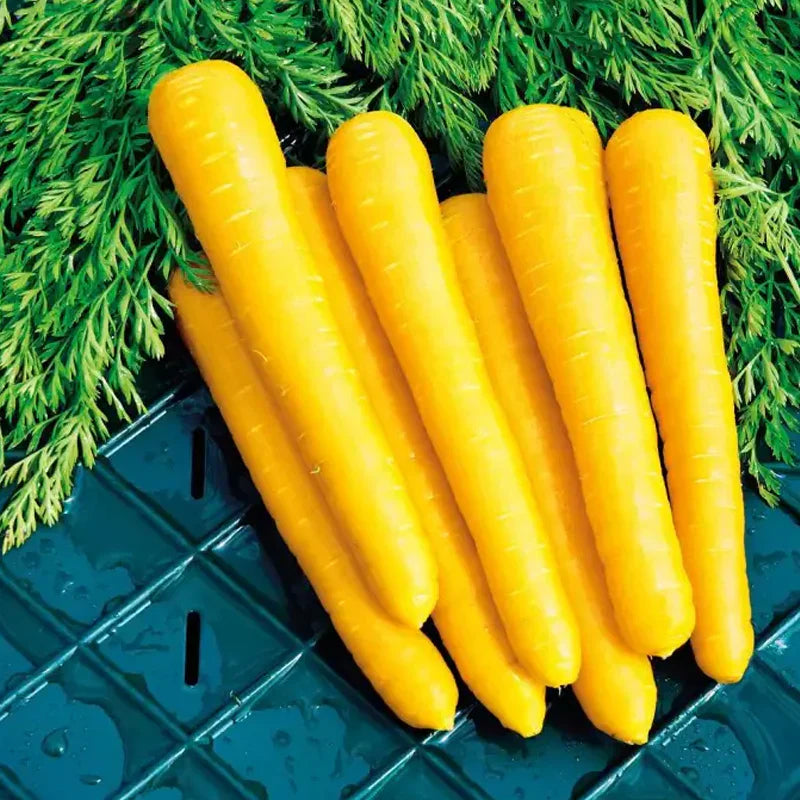Amarillo Vegetable Seeds Planting and Growing Guide
