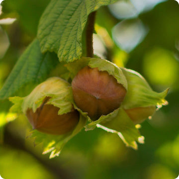 American hazelnut seeds Corylus americana hardy nut-producing shrub