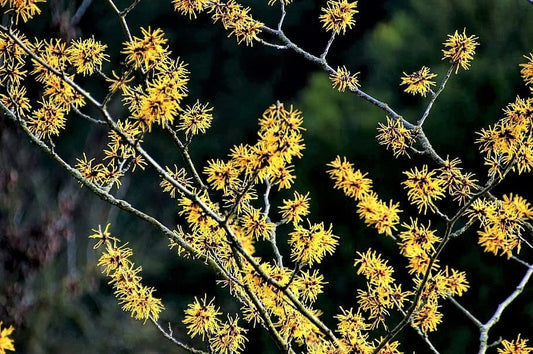 American Witch Hazel Seeds – Hamamelis virginiana Yellow Flower Shrub Tree