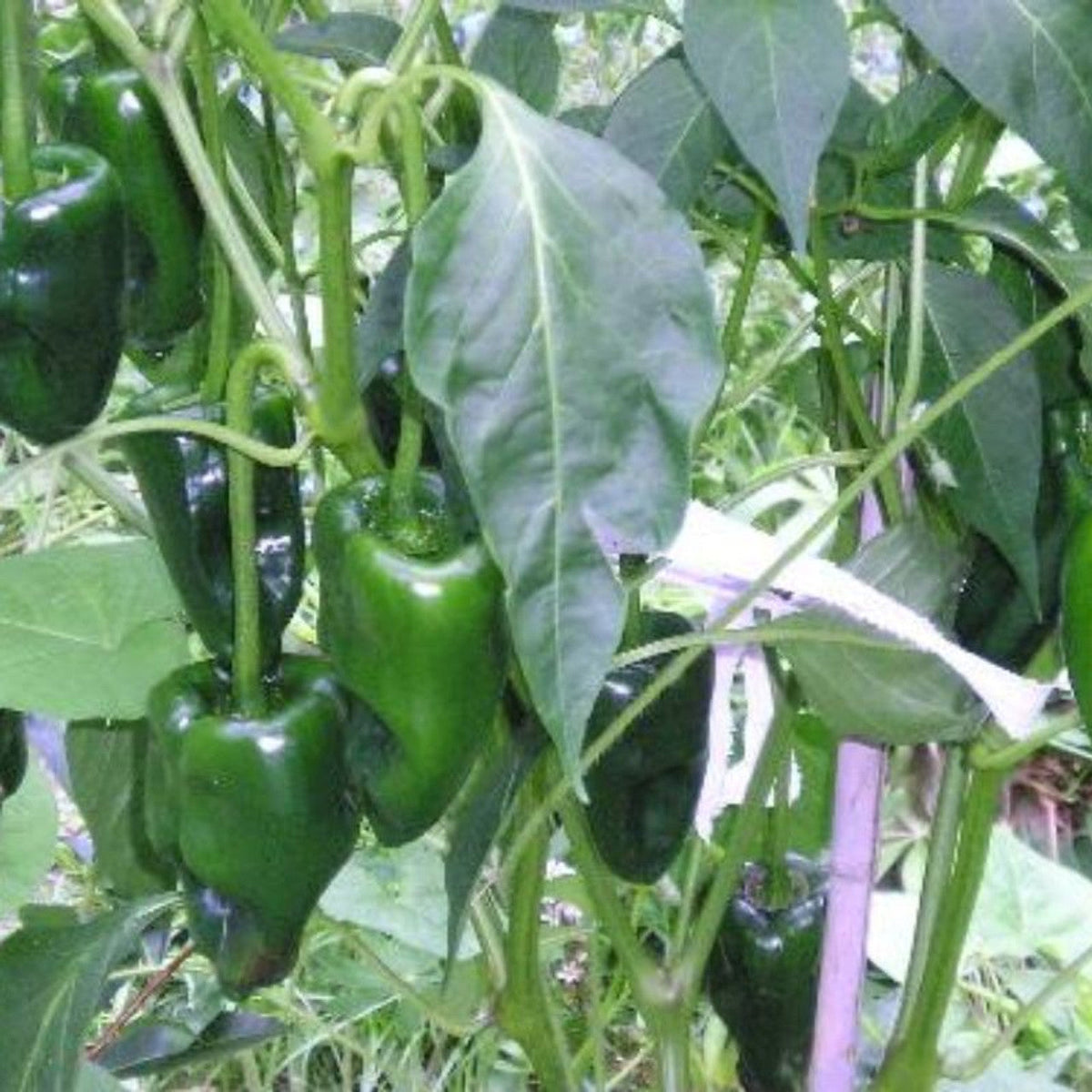 Ancho Poblano pepper seedlings for garden planting