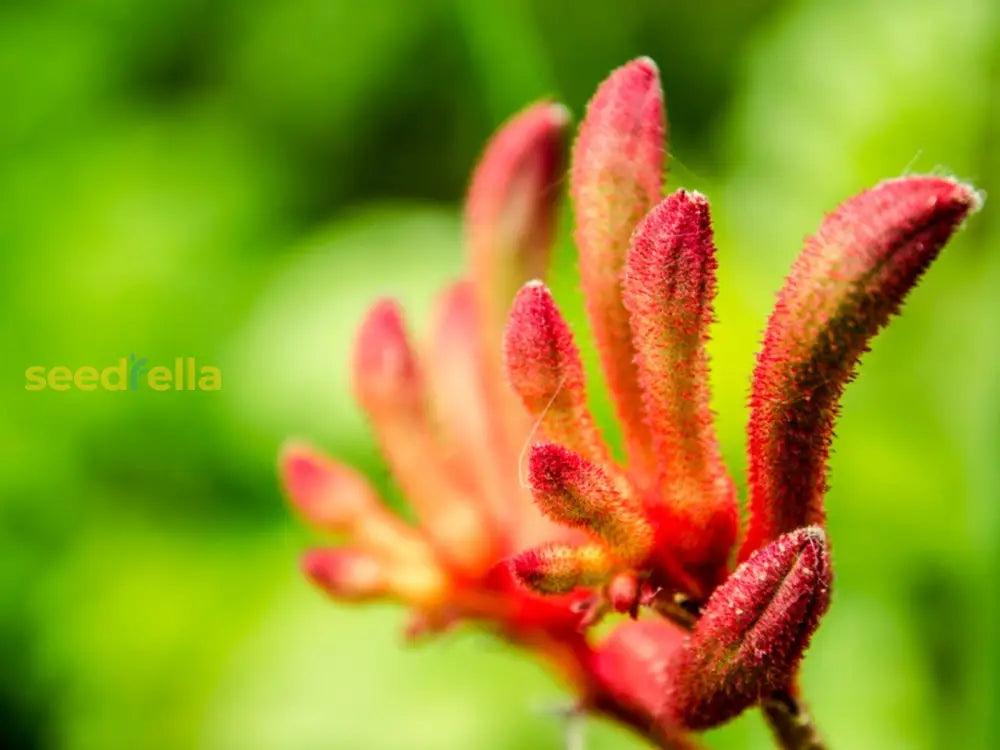 Anigozanthos Humilis Kangaroo Paw Flower Seeds For Easy Planting