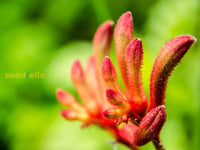 Anigozanthos Humilis Kangaroo Paw Flower Seeds For Easy Planting