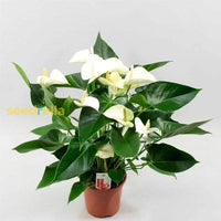 Anthurium andraeanum white seeds for planting