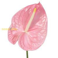 Anthurium Pink Flower Seeds  Perennial Planting