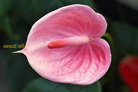 Anthurium Pink Flower Seeds  Perennial Planting