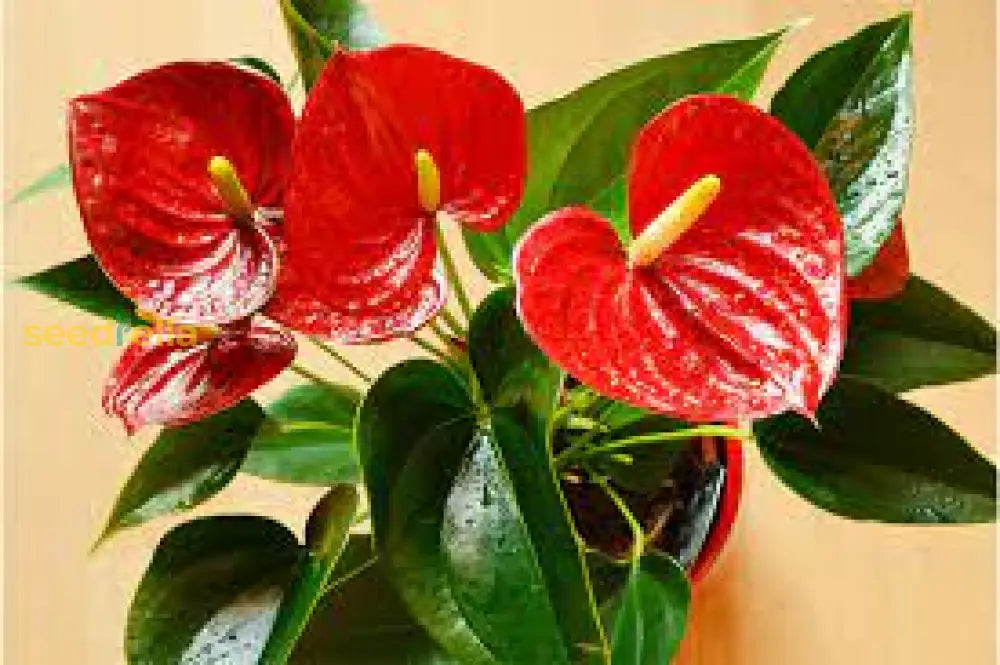 Anthurium Seeds For Easy Planting Flower