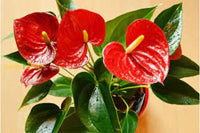 Anthurium Seeds For Easy Planting Flower