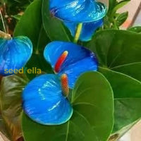 Anthurium Seeds For Vibrant Flowering Plants