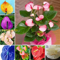 Anthurium Seeds For Vibrant Flowering Plants