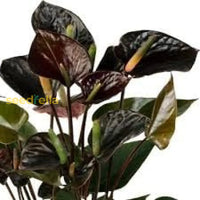 Anthurium Seeds For Vibrant Flowering Plants