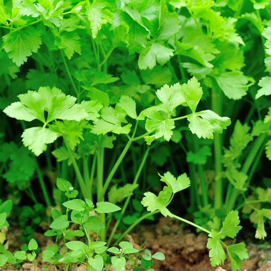 Chinese Celery seedlings sprouting from Non GMO Apium graveolens seeds