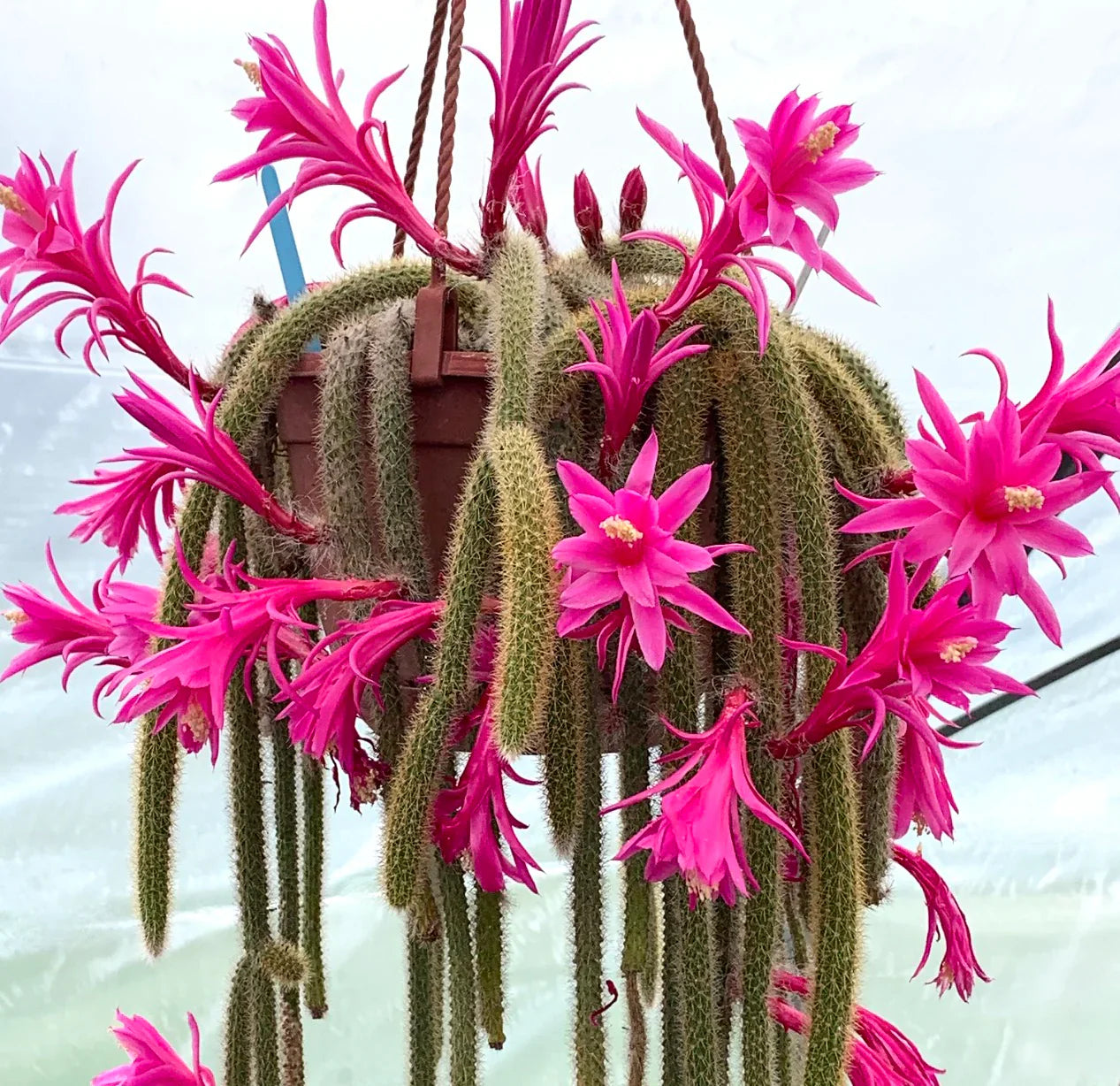 Aporocactus Flagelliformis Seeds