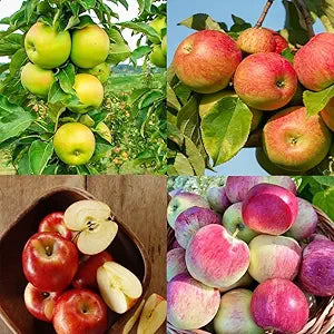 Apple seeds Malus domestica for planting in garden
