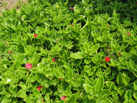 Alt: Aptenia flowering succulent grown from non GMO seeds
