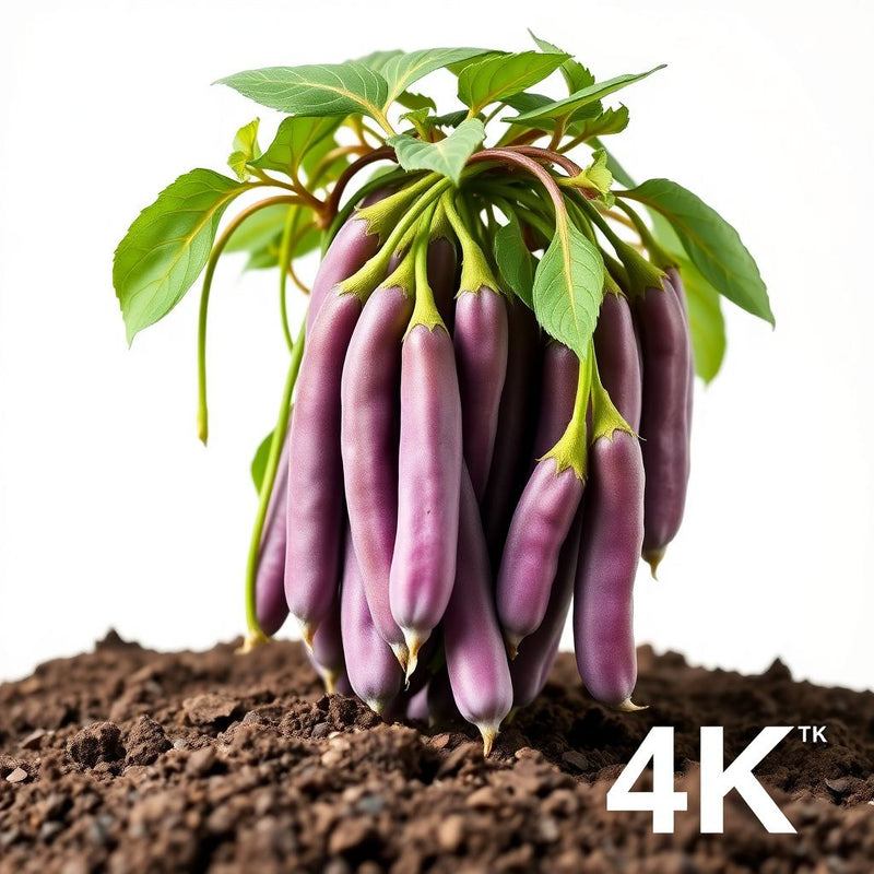 Velvet Bean Seeds for Planting - Grow Your Own Vegetables