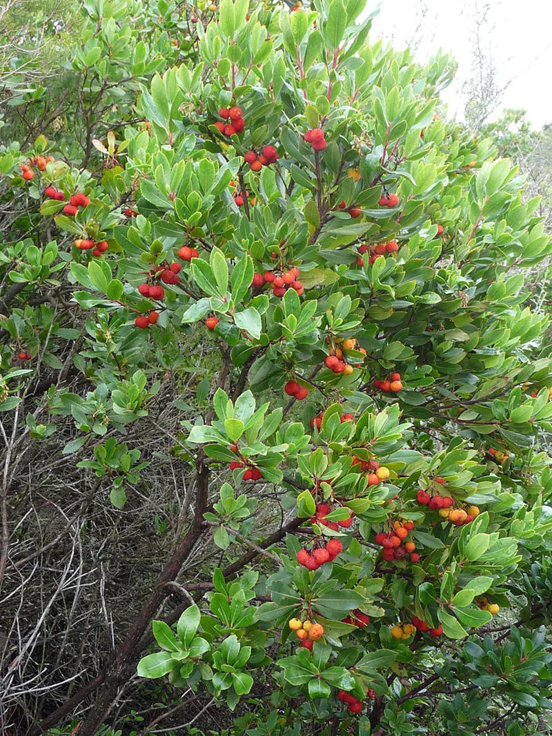 Arbutus Unedo Strawberry Tree Seeds Planting Mix Guide, Step-by-Step Instructions for Growing Unique Trees