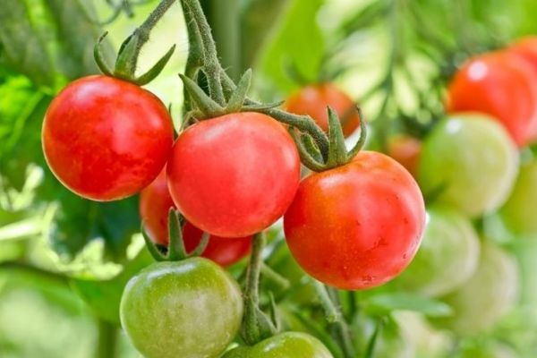 Arctic Plenty fruit seeds for planting in home gardens