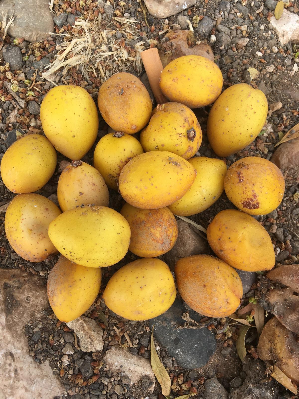 Argania Spinosa Fruit Seeds - Easy Planting