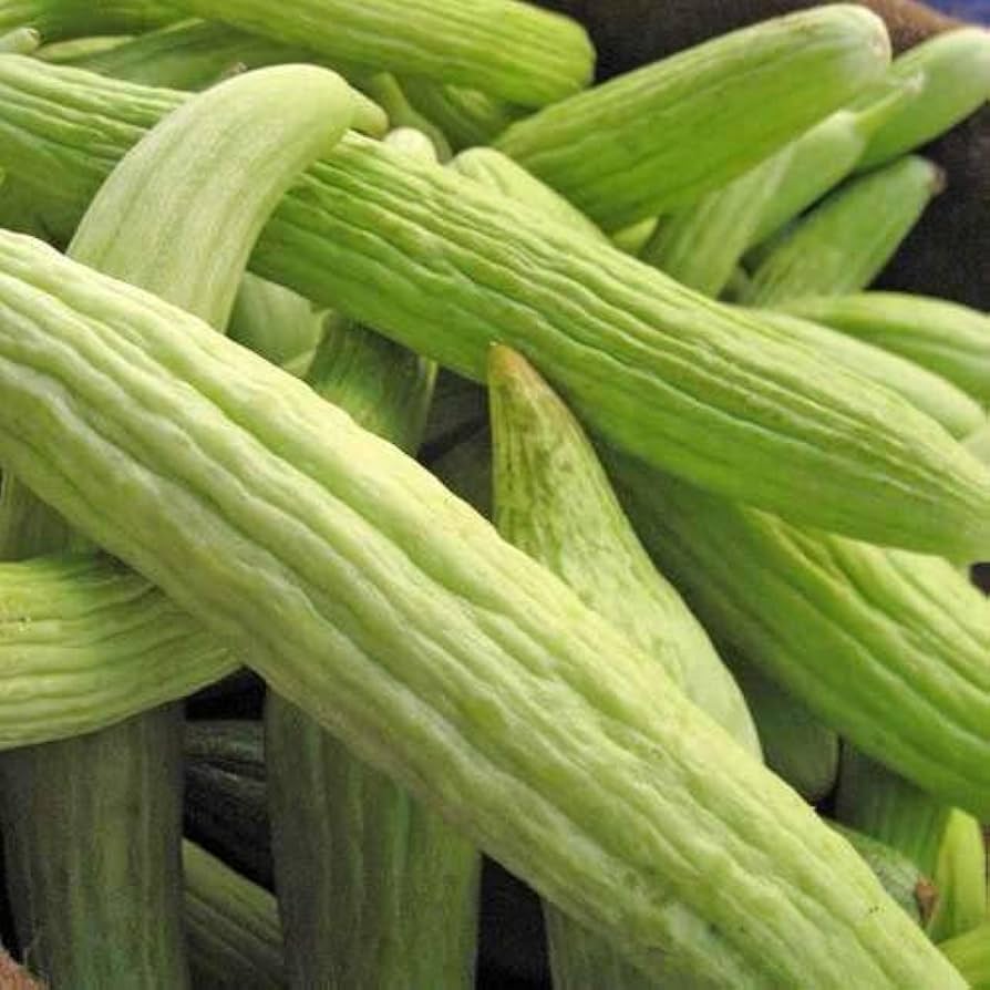 Long, crisp cucumbers grown from Armeno Yard cucumber seeds