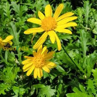 Arnica Montana Herb Seeds For Planting Flower