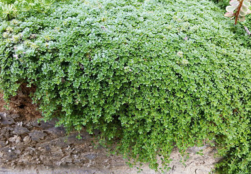 Aromatic creeping thyme ground cover in full sun